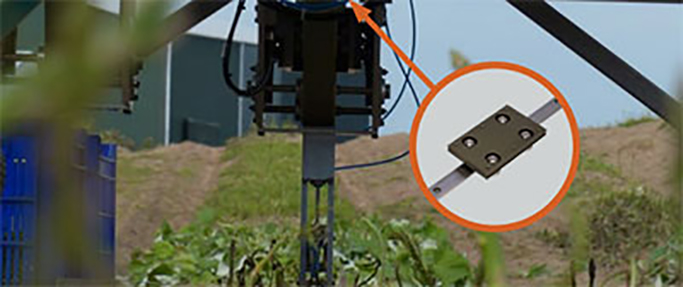 DLS Agriculture Asparagus Harvesting